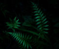 rectpost_image